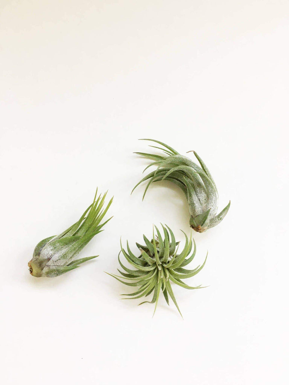 tiny air plants Ionantha Variety Air Plant - One Plant